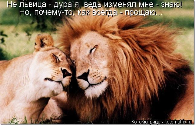 Не львица - дура я, ведь изменял мне - знаю! Но, почему-то, как всегда - прощаю...... Котоматрица: Не львица - дура я, ведь изменял мне - знаю! Но, почему-то, как всегда - прощаю...