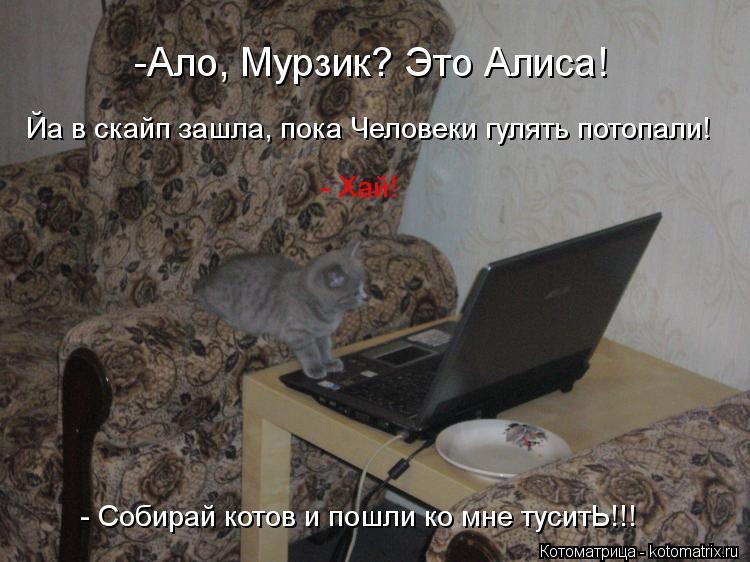 Котоматрица: -Ало, Мурзик? Это Алиса! Йа в скайп зашла, пока Человеки гулять потопали! - Хай!  - Собирай котов и пошли ко мне туситЬ!!!