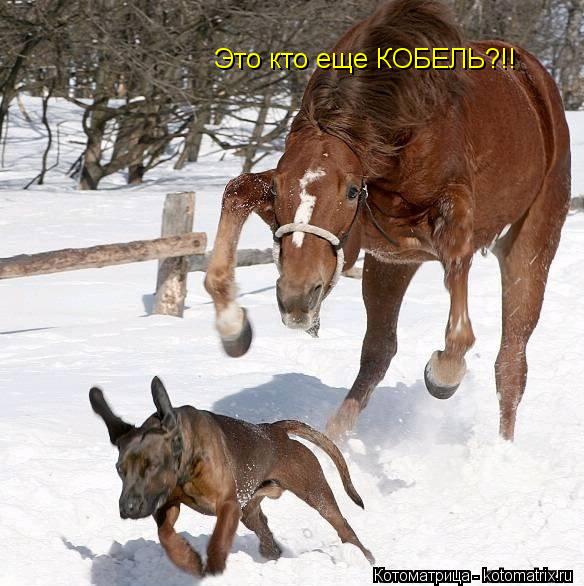 Котоматрица: Это кто еще КОБЕЛЬ?!!