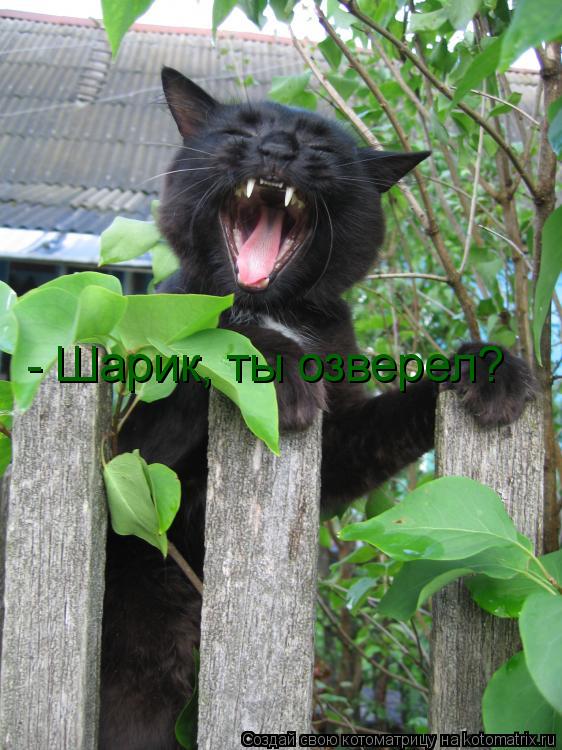 Котоматрица: - Шарик, ты озверел?