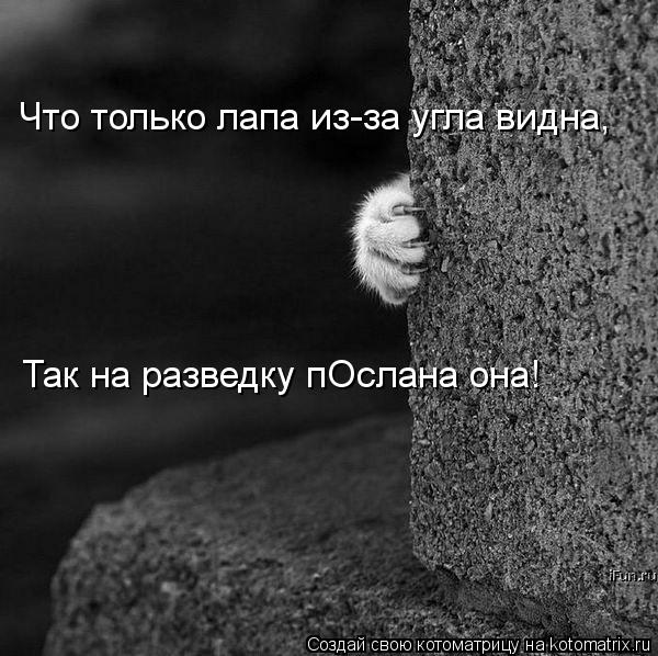 Котоматрица: Что только лапа из-за угла видна, Так на разведку пОслана она!