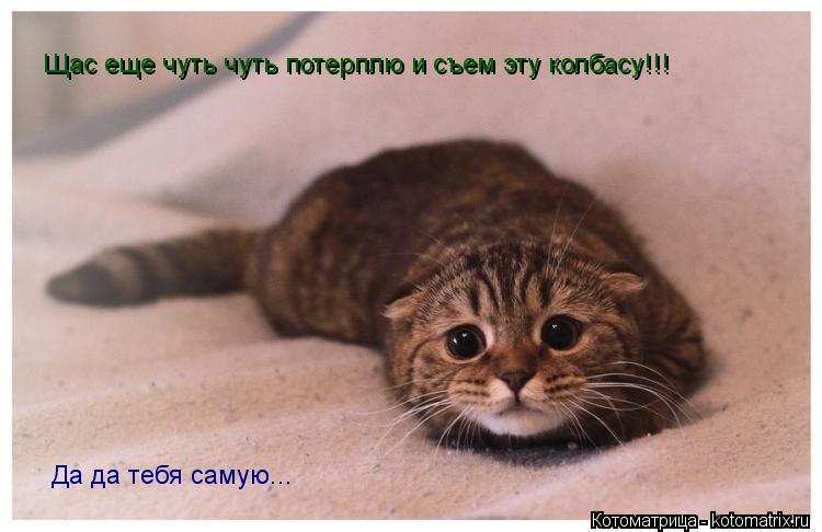 Котоматрица: Щас еще чуть чуть потерплю и съем эту колбасу!!! Да да тебя самую...
