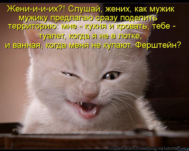 Котоматрица: Жени-и-и-их?! Слушай, жених, как мужик  мужику предлагаю сразу поделить  территорию: мне - кухня и кровать, тебе -  туалет, когда я не в лотке,  и в