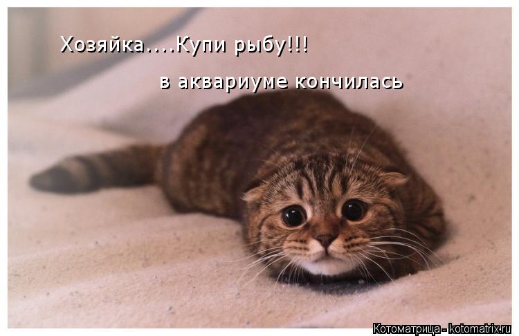 Котоматрица: Хозяйка....Купи рыбу!!!  в аквариуме кончилась
