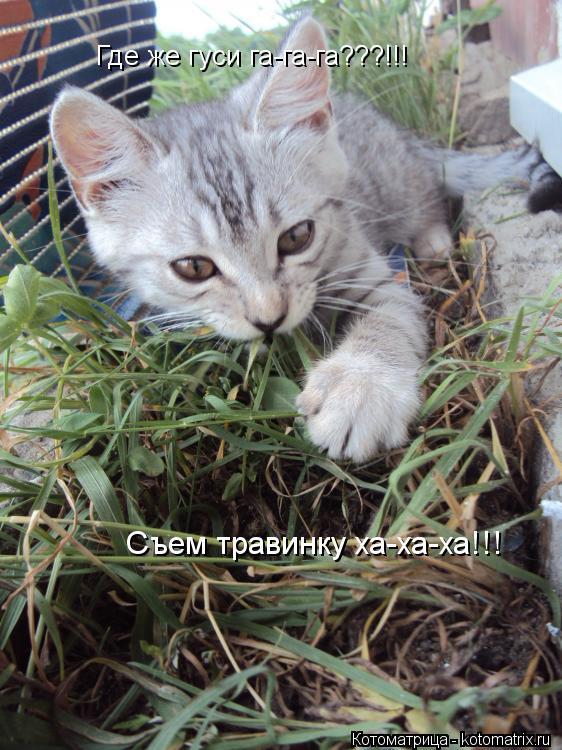 Котоматрица: Где же гуси га-га-га???!!! Съем травинку ха-ха-ха!!!