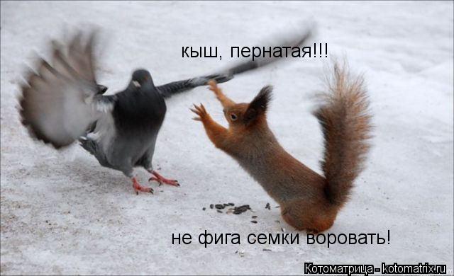 Котоматрица: кыш, пернатая!!! не фига семки воровать!