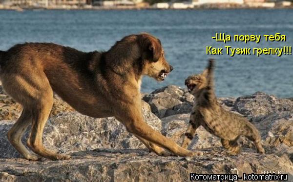 Котоматрица: -Ща порву тебя  Как Тузик грелку!!!