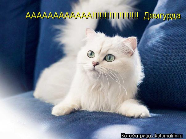 Котоматрица: АААААААААААА!!!!!!!!!!!!!!!!!!!  Джигурда