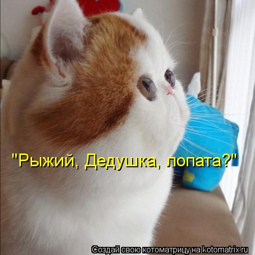 "Рыжий, Дедушка, лопата?"... Котоматрица: "Рыжий, Дедушка, лопата?"