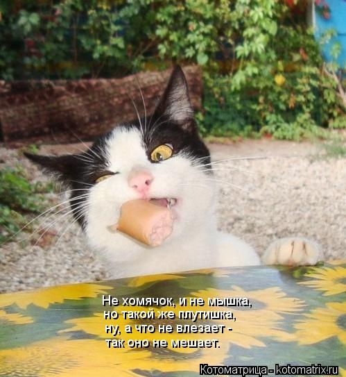 Котоматрица: Не хомячок, и не мышка, но такой же плутишка, ну, а что не влезает - так оно не мешает.
