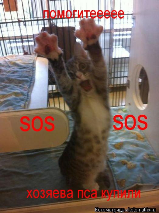 Котоматрица: помогитеееее хозяева пса купили sos sos