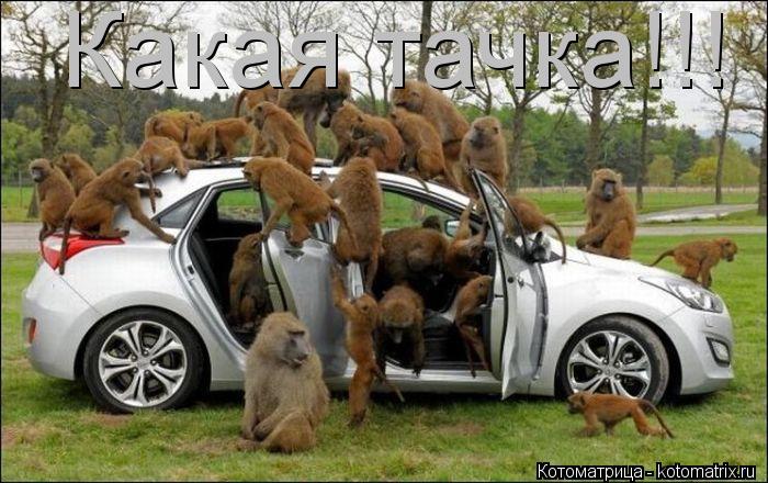 Котоматрица: Какая тачка!!!