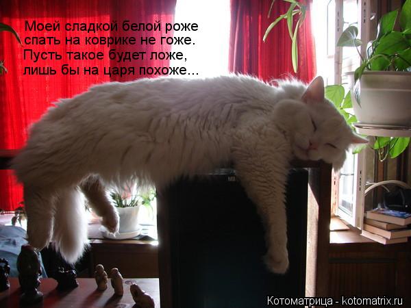 Котоматрица: Моей сладкой белой роже  спать на коврике не гоже.  Пусть такое будет ложе,  лишь бы на царя похоже...