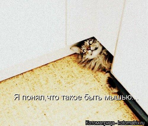 Котоматрица: Я понял,что такое быть мышью...