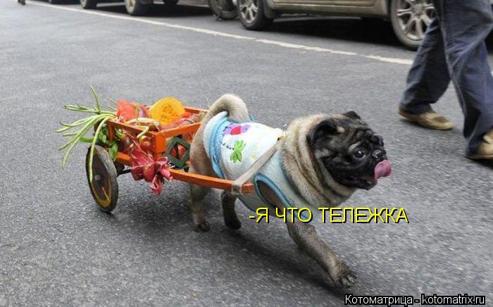 Котоматрица: -Я ЧТО ТЕЛЕЖКА