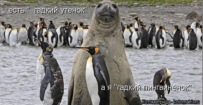 Котоматрица: есть "  гадкий утенок" а я "гадкий пингвинёнок"