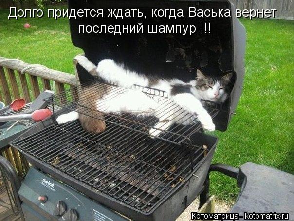 Котоматрица: Долго придется ждать, когда Васька вернет последний шампур !!!