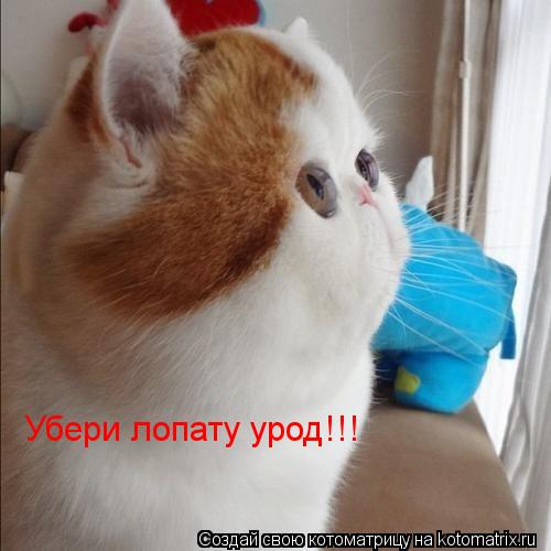 Котоматрица: Убери лопату урод!!!