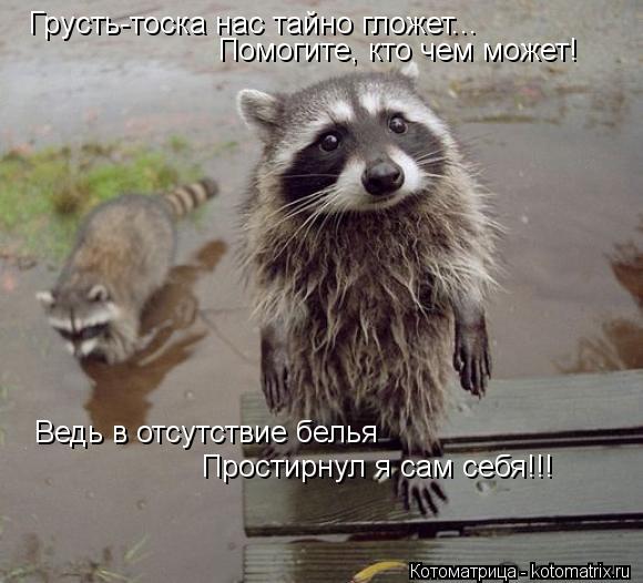 Котоматрица: Грусть-тоска нас тайно гложет... Помогите, кто чем может! Ведь в отсутствие белья Простирнул я сам себя!!!