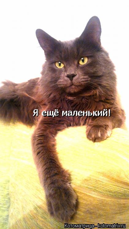Котоматрица: Я ещё маленький! Я ещё маленький!