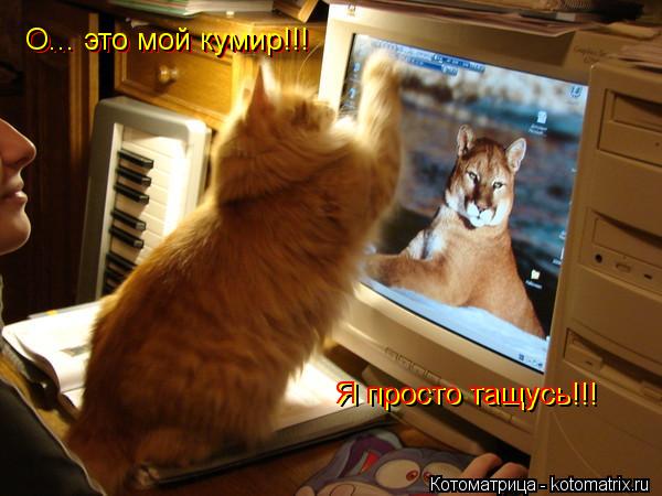 Котоматрица: О... это мой кумир!!! О... это мой кумир!!! Я просто тащусь!!! Я просто тащусь!!!