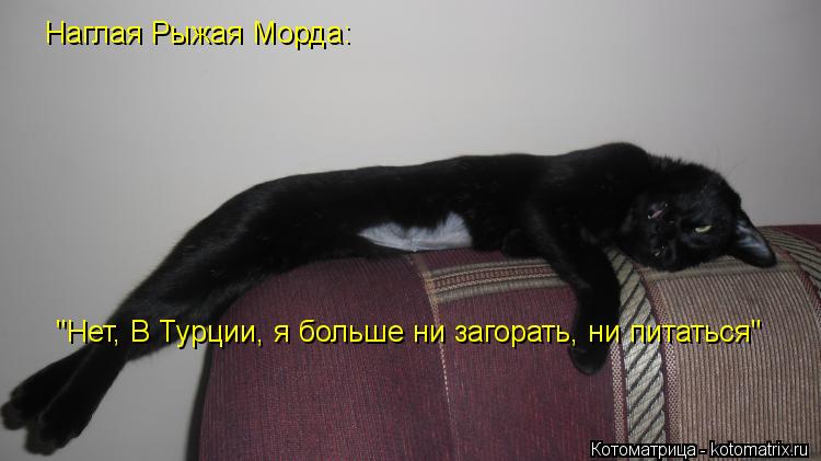 Котоматрица: Наглая Рыжая Морда: "Нет, В Турции, я больше ни загорать, ни питаться"