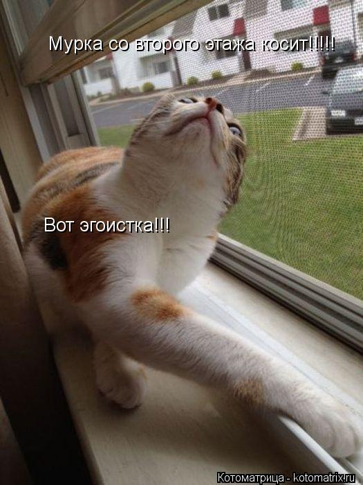 Котоматрица: Мурка со второго этажа косит!!!!! Вот эгоистка!!!