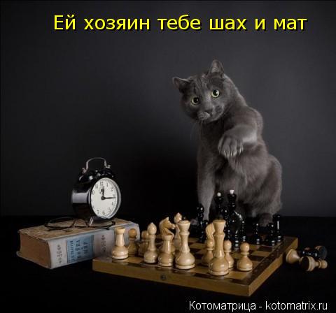 Котоматрица: Ей хозяин тебе шах и мат