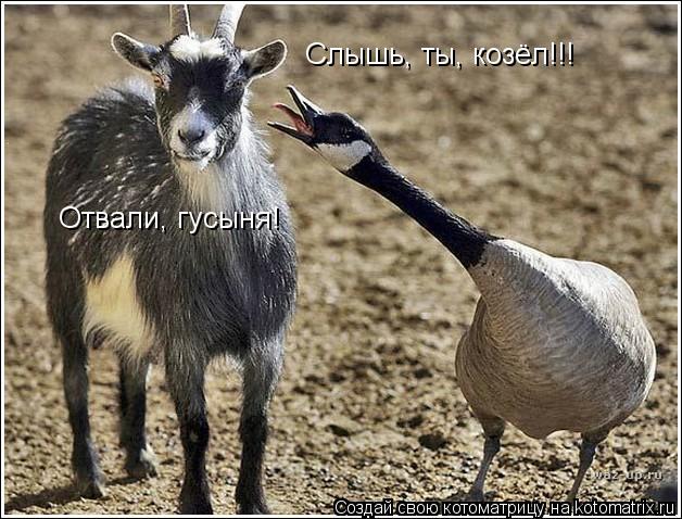 Котоматрица: Слышь, ты, козёл!!! Отвали, гусыня!