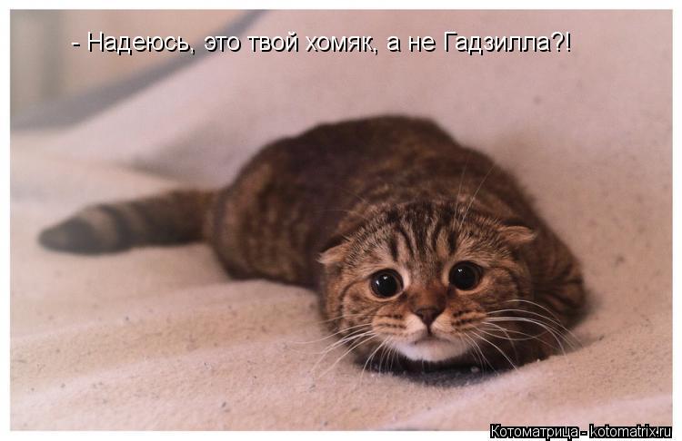 Котоматрица: - Надеюсь, это твой хомяк, а не Гадзилла?!