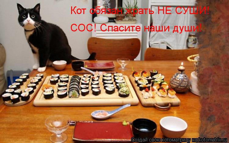 Котоматрица: Кот обязан жрать НЕ СУШИ!  СОС! Спасите наши души!