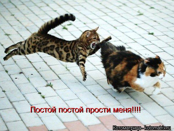 Котоматрица: Постой постой прости меня!!!! Постой постой прости меня!!!! Постой постой прости меня!!!!