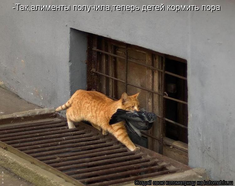 Котоматрица: -Так,алименты получила,теперь детей кормить пора