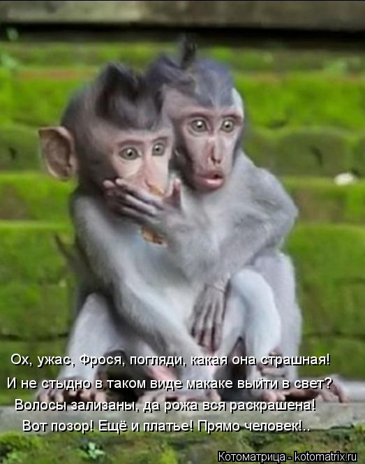 Котоматрица: Ох, ужас, Фрося, погляди, какая она страшная! И не стыдно в таком виде макаке выйти в свет? Волосы зализаны, да рожа вся раскрашена! Вот позор! 