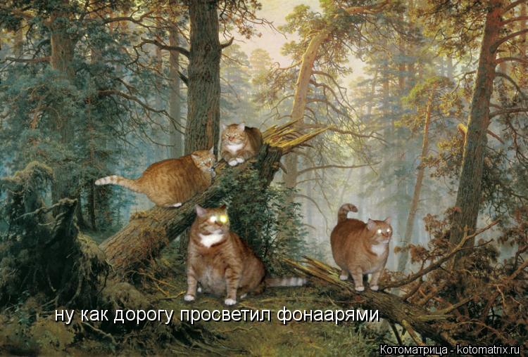 Котоматрица: ну как дорогу просветил фонаарями