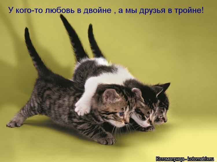 Котоматрица: У кого-то любовь в двойне , а мы друзья в тройне!