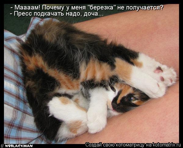Котоматрица: - Маааам! Почему у меня "березка" не получается? - Пресс подкачать надо, доча...