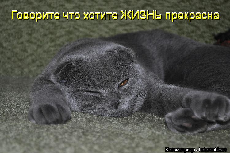 Котоматрица: Говорите что хотите ЖИЗНЬ прекрасна Говорите что хотите ЖИЗНЬ прекрасна