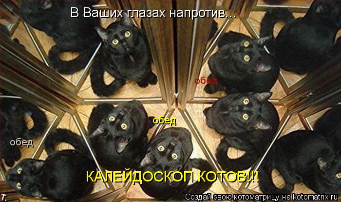 Котоматрица: В Ваших глазах напротив... КАЛЕЙДОСКОП КОТОВ!!! обед обед обед