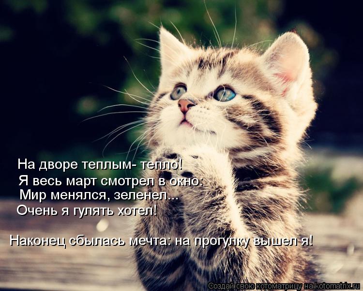 Котоматрица: На дворе теплым- тепло! Я весь март смотрел в окно: Мир менялся, зеленел... Очень я гулять хотел! Наконец сбылась мечта: на прогулку вышел я!
