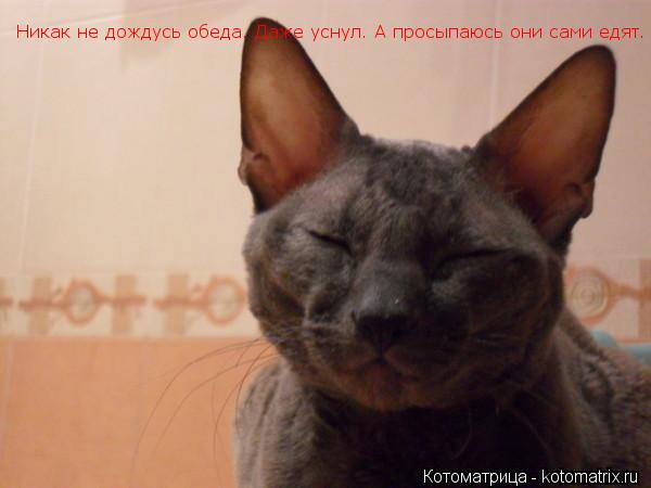 Котоматрица: Никак не дождусь обеда. Даже уснул. А просыпаюсь они сами едят.