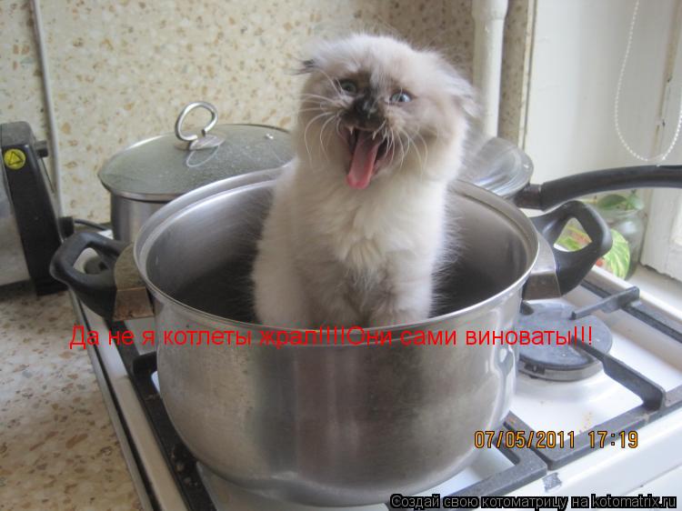 Котоматрица: Да не я котлеты жрал!!!!Они сами виноваты!!!