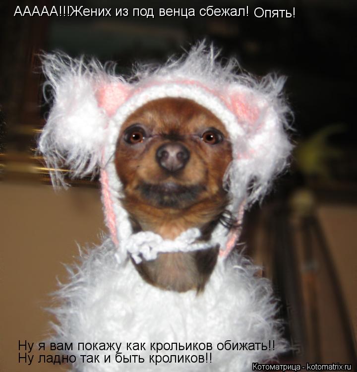 Котоматрица: ААААА!!!Жених из под венца сбежал! Опять! Ну я вам покажу как крольиков обижать!! Ну ладно так и быть кроликов!!