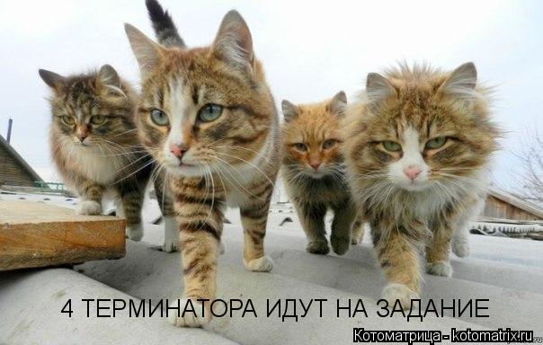 Котоматрица: 4 ТЕРМИНАТОРА ИДУТ НА ЗАДАНИЕ