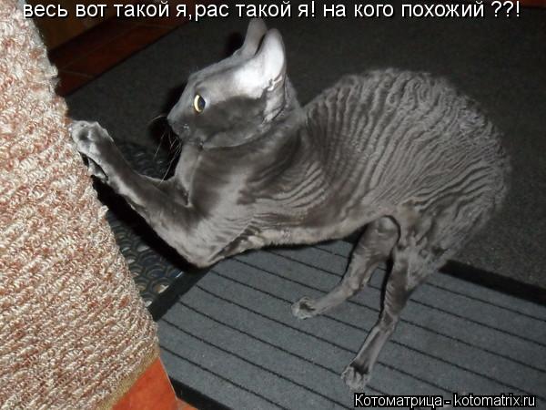 Котоматрица: весь вот такой я,рас такой я! на кого похожий ??!