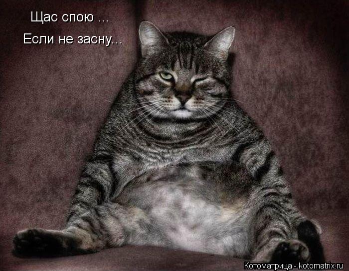 Котоматрица: Щас спою ... Если не засну...