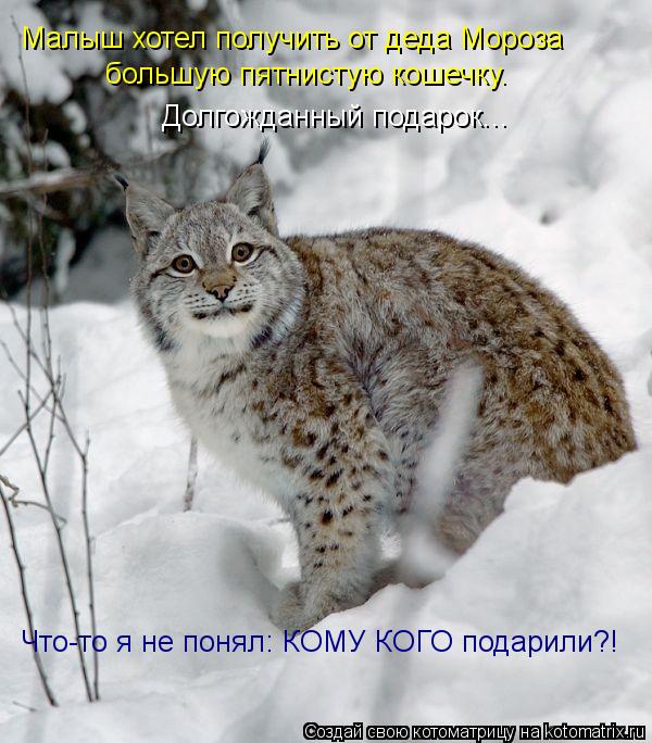 Котоматрица: Малыш хотел получить от деда Мороза большую пятнистую кошечку. Долгожданный подарок... Что-то я не понял: КОМУ КОГО подарили?!