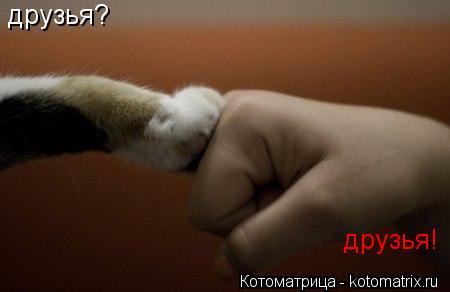 Котоматрица: друзья? друзья!