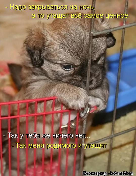 Котоматрица: - Надо закрываться на ночь, а то утащат всё самое ценное. - Так у тебя же ничего нет...  - Так меня родимого и утащят