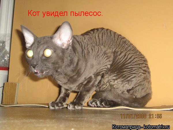 Котоматрица: Кот увидел пылесос.